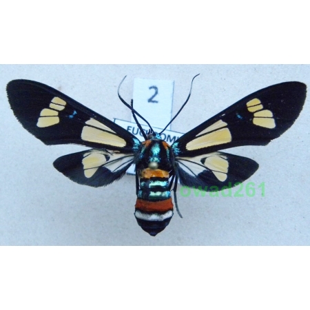 Euchromia folletii Guérin-Meneville, 1832 ex. ovo Kenya 46mm2